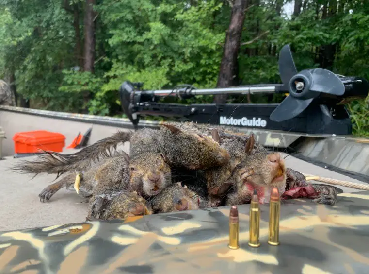 Best Calibers & Loads for Squirrels