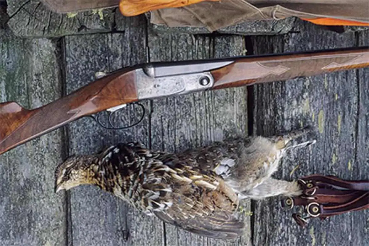Grouse Species & Their Impact on Equipment Choices