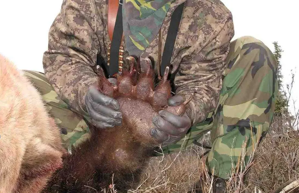 Best Rifle Options for Bear Defense