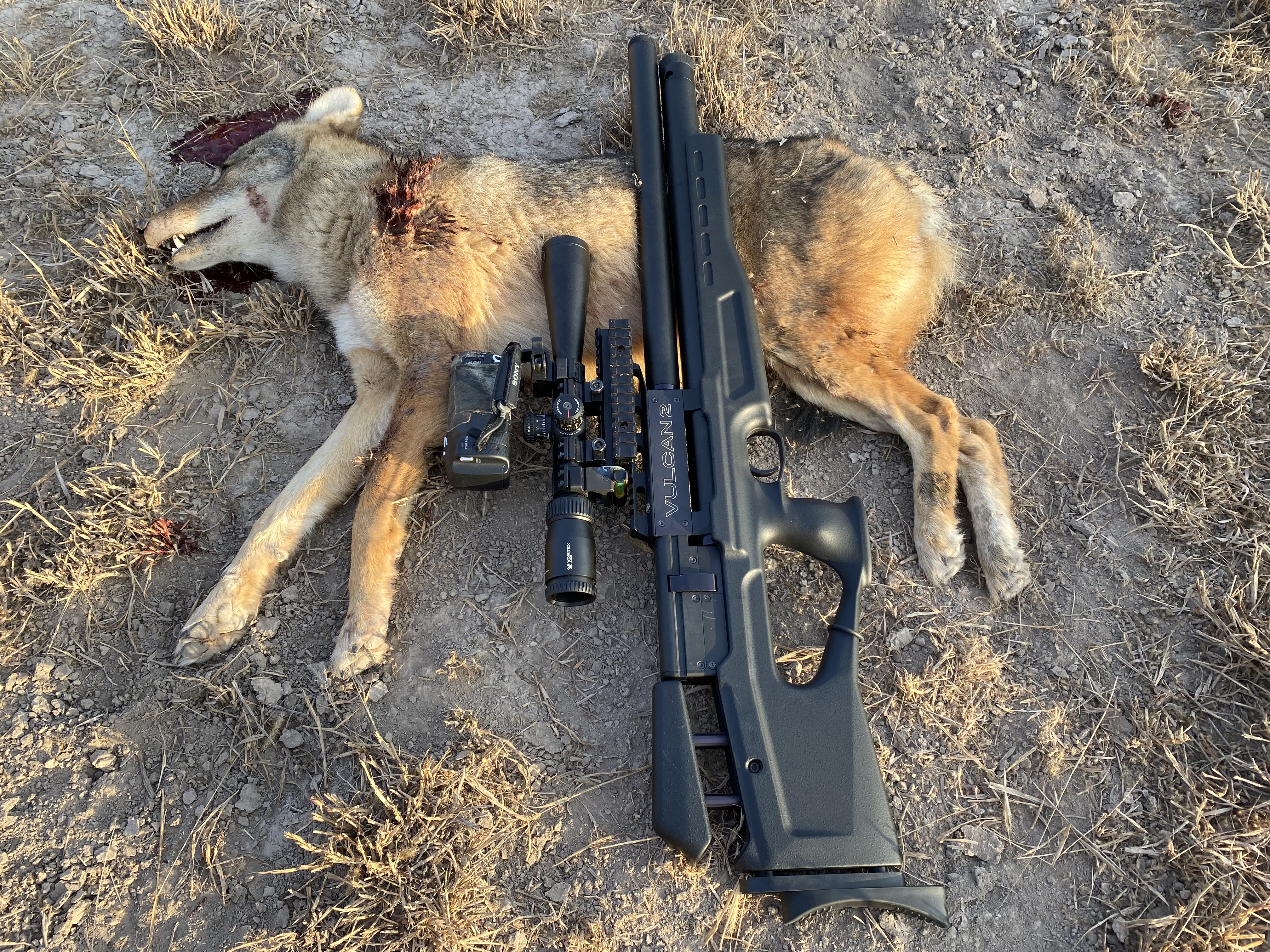 15 Best Pellet Gun for Coyotes