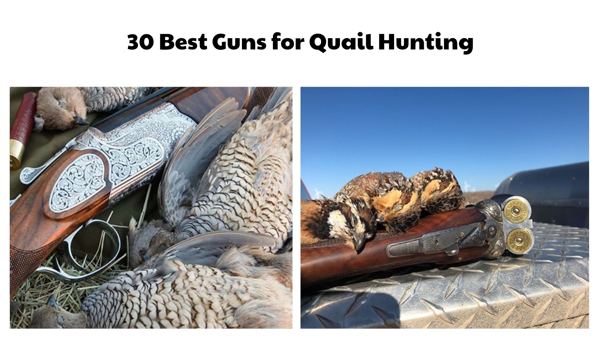 30 Best Guns for Quail Hunting