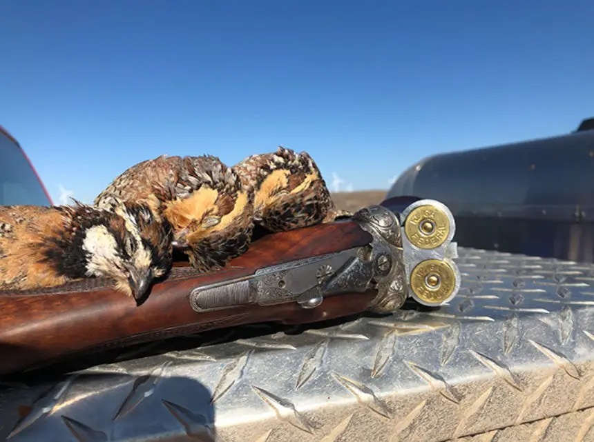 30 Best Guns for Quail Hunting