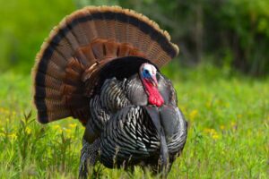How to Hunt a Turkey