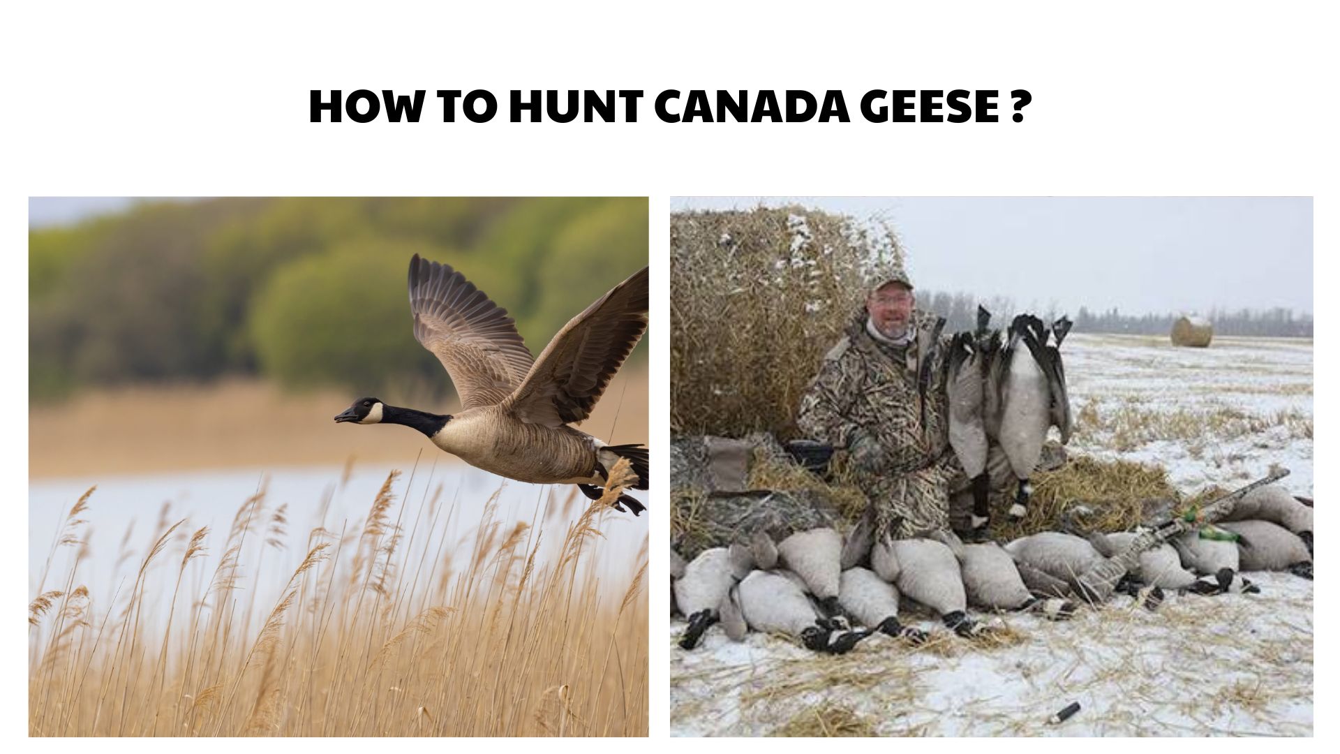 How to Hunt Canada Geese