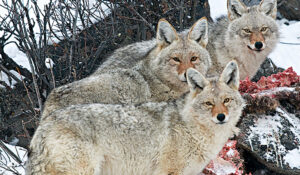 How to Hunt Coyotes
