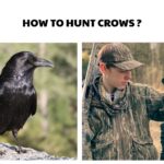 How to Hunt Crows