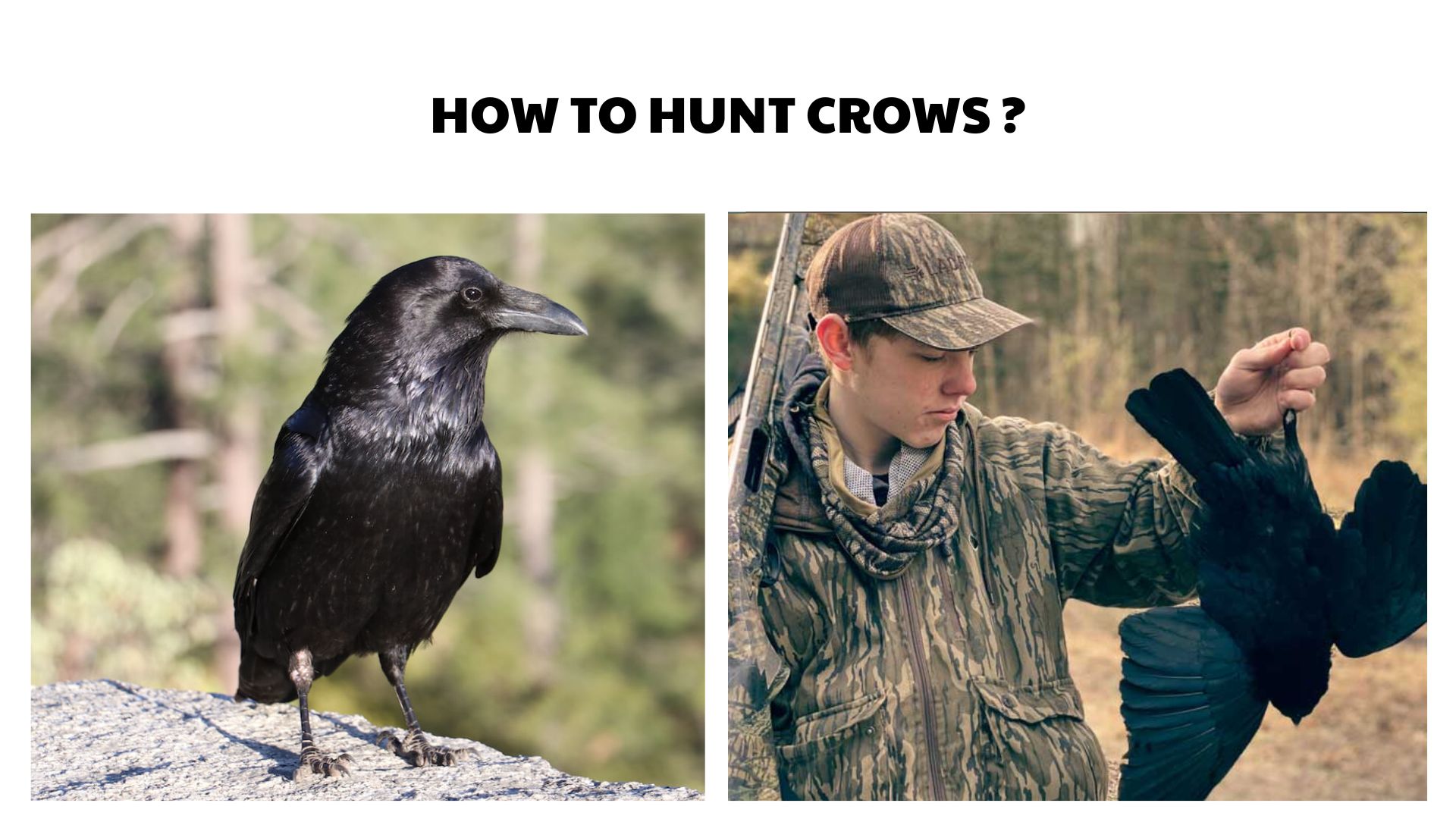 How to Hunt Crows