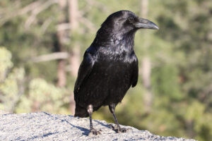 How to Hunt Crows