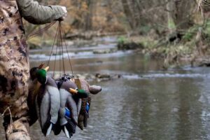 How to Hunt Ducks