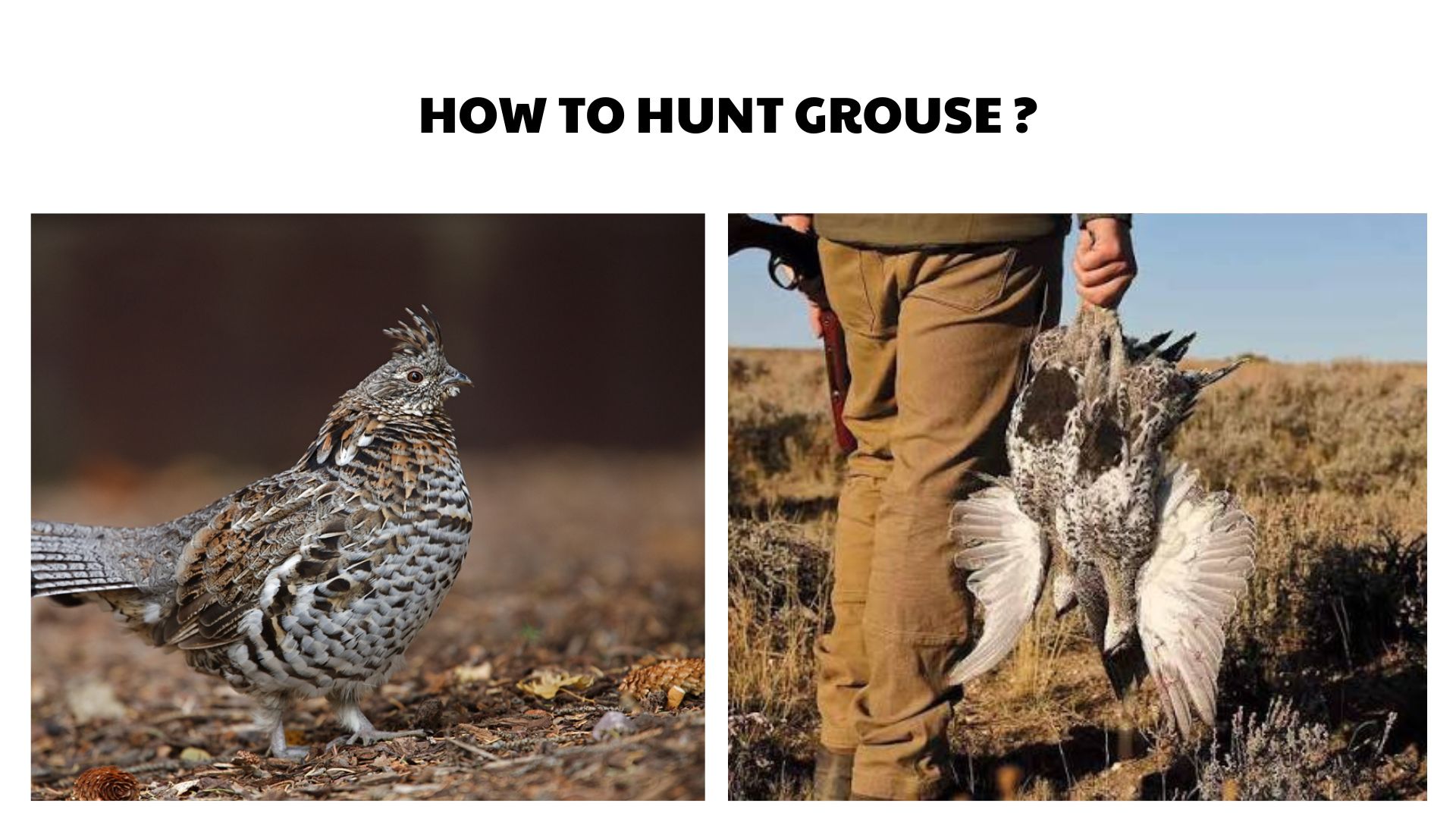 How to Hunt Grouse