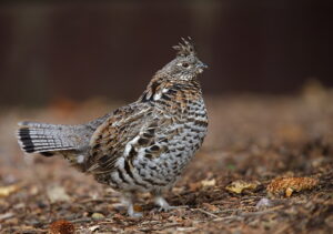 How to Hunt Grouse