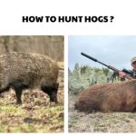 How to Hunt Hogs