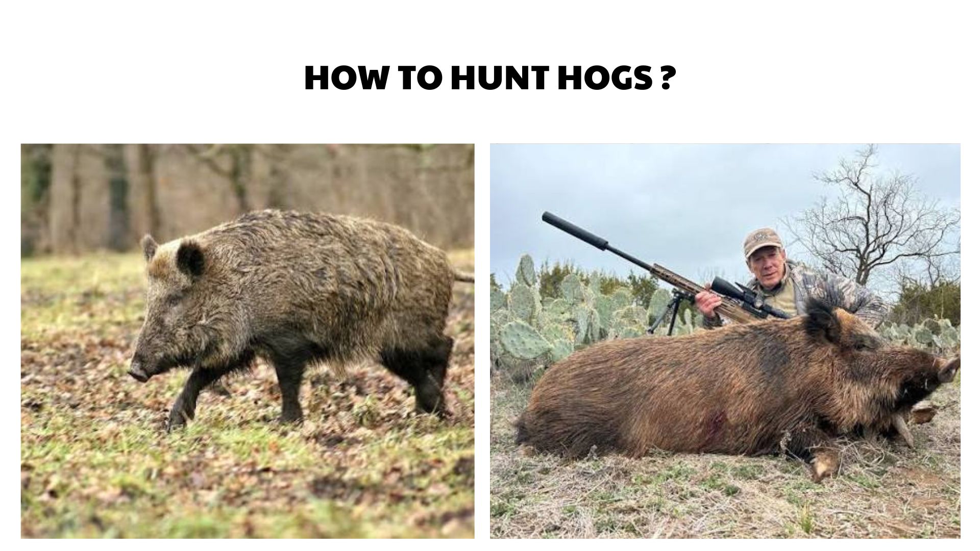 How to Hunt Hogs