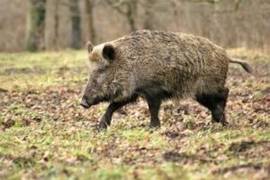 How to Hunt Hogs