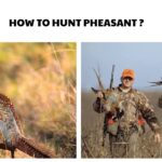How to Hunt Pheasant