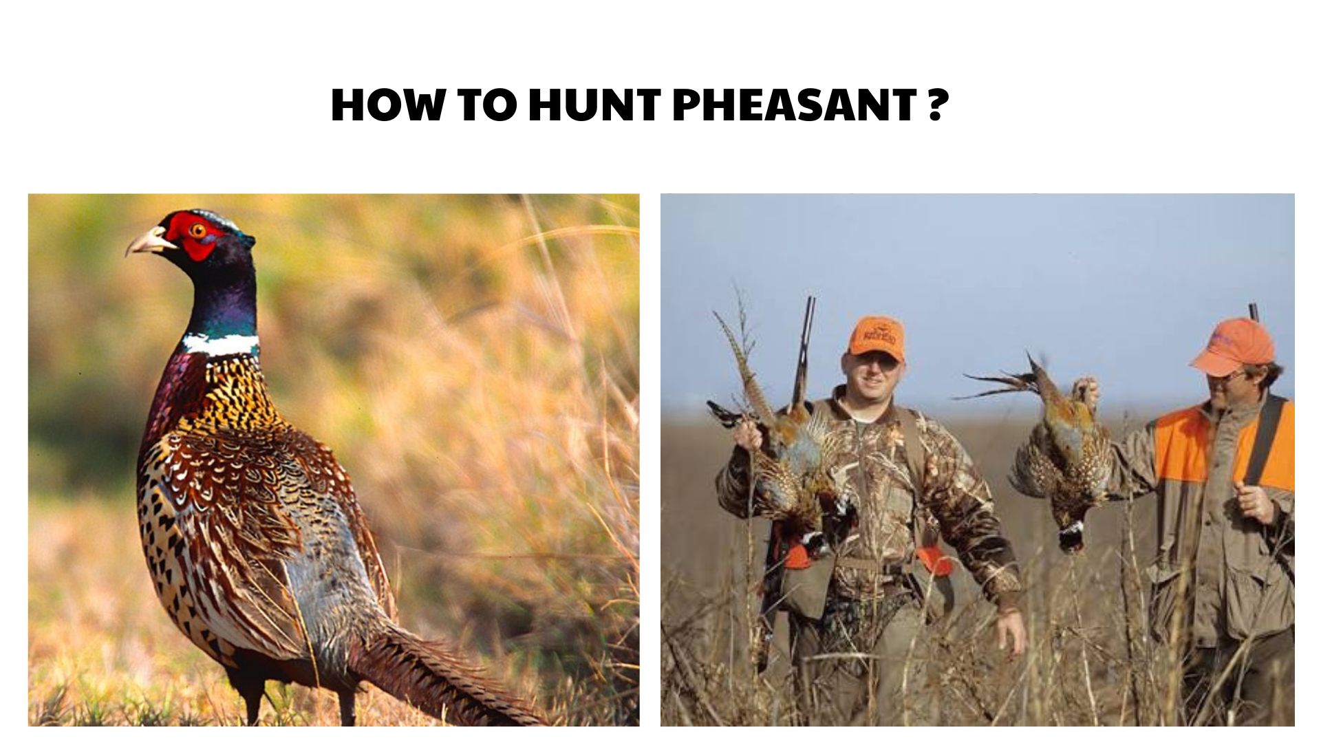 How to Hunt Pheasant