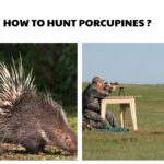 How to Hunt Porcupines