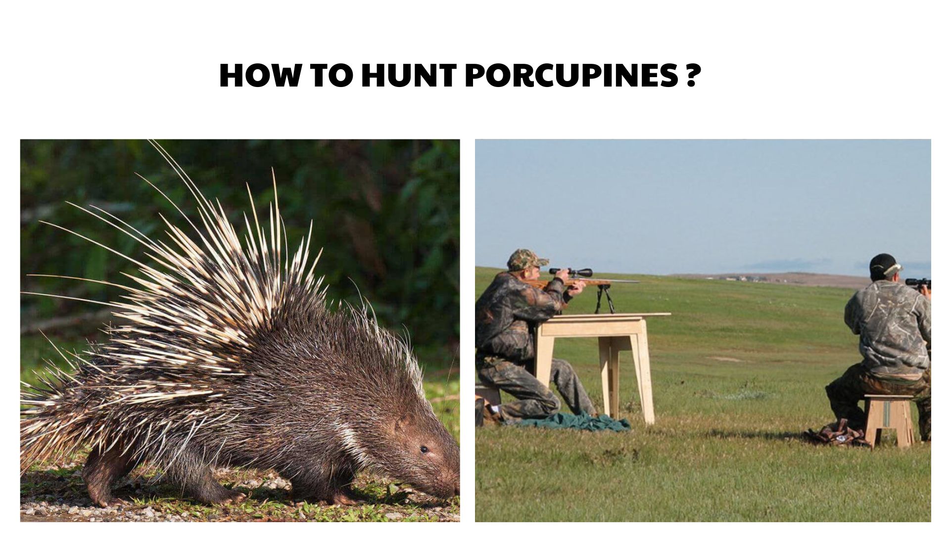 How to Hunt Porcupines