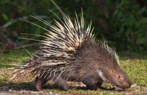 How to Hunt Porcupines