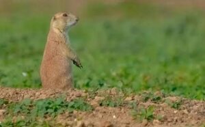 How to Hunt Prairie Dogs