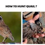 How to Hunt Quail