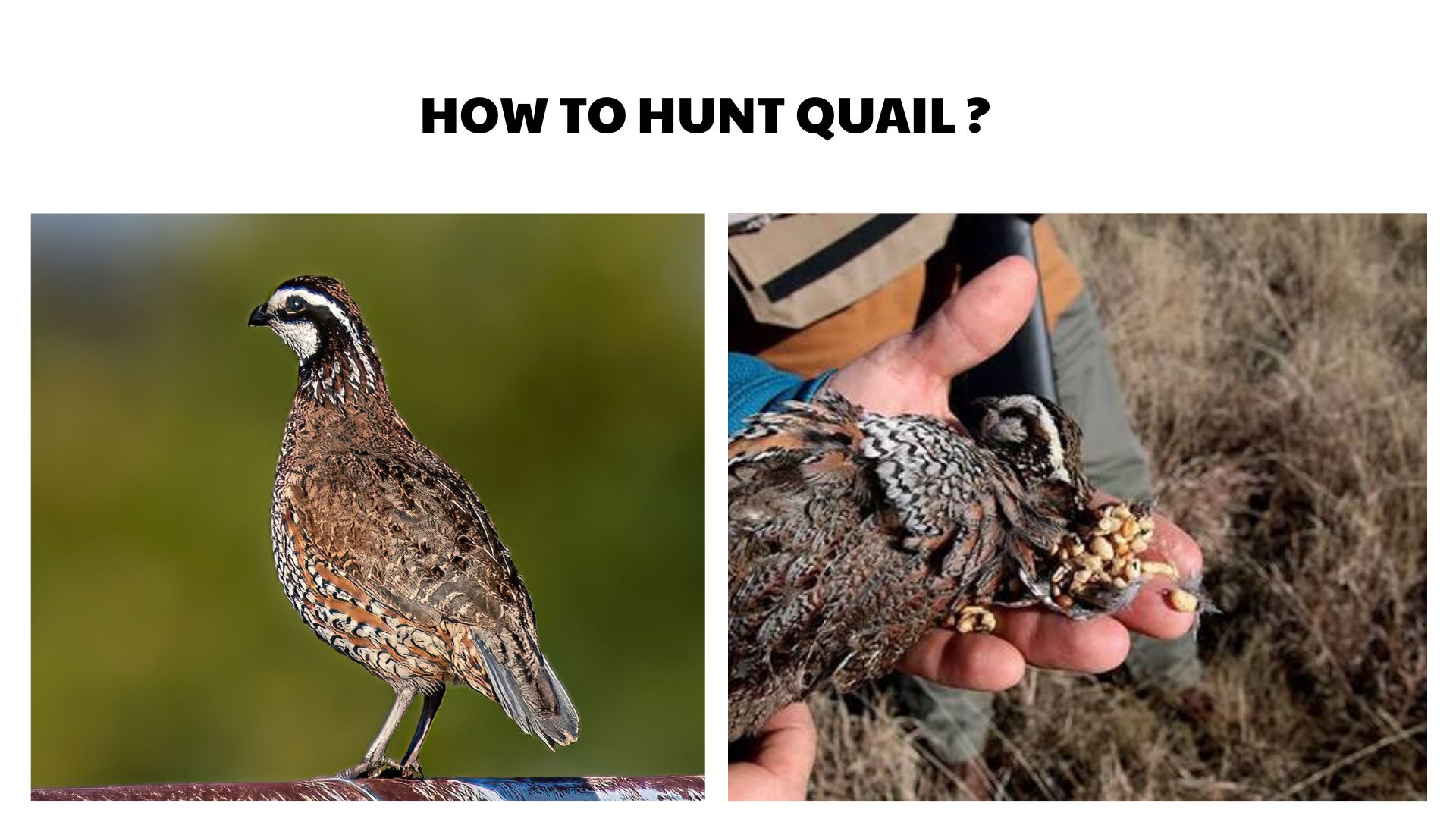 How to Hunt Quail