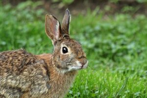 How to Hunt Rabbits