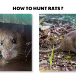 How to Hunt Rats