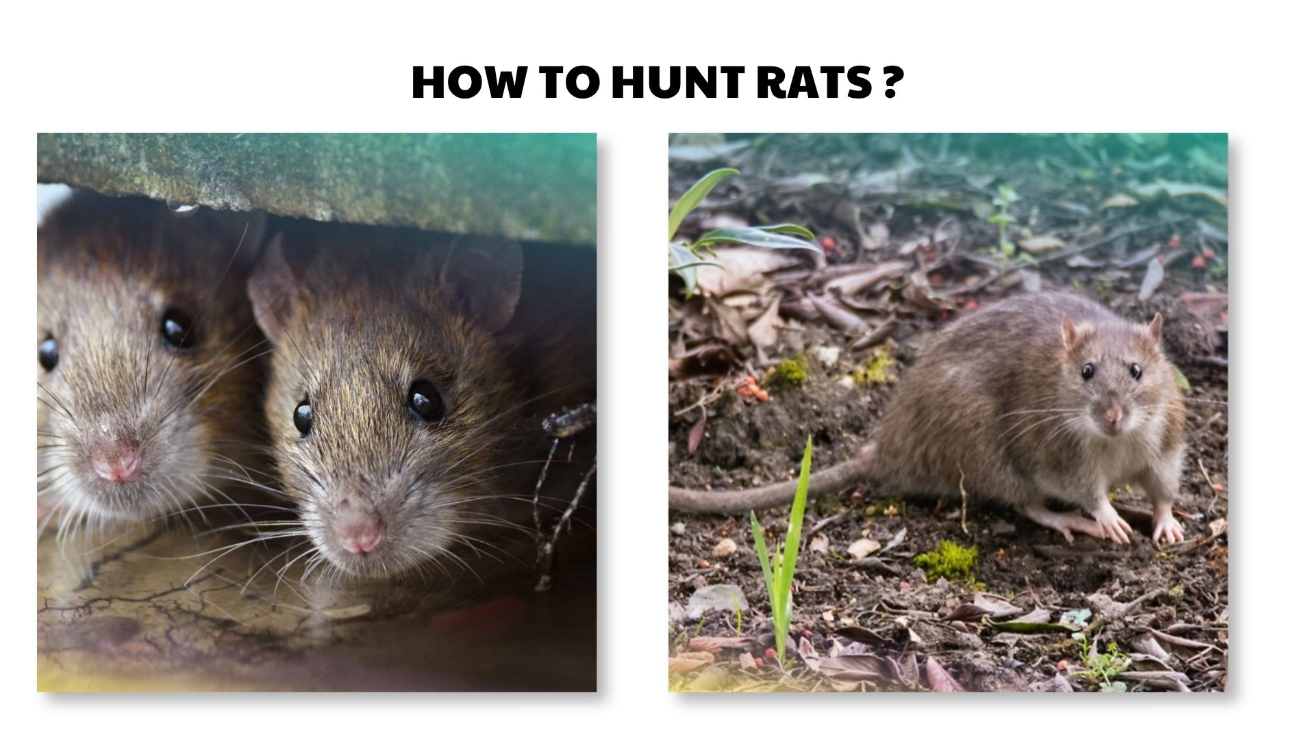 How to Hunt Rats