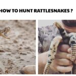 How to Hunt Rattlesnakes