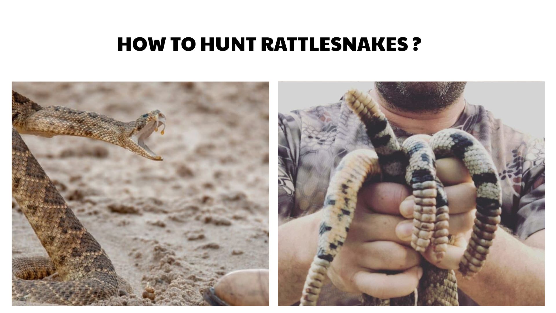 How to Hunt Rattlesnakes