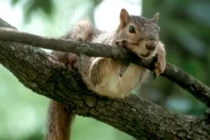 How to Hunt Squirrels