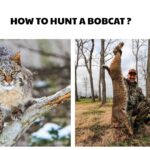 How to Hunt a Bobcat
