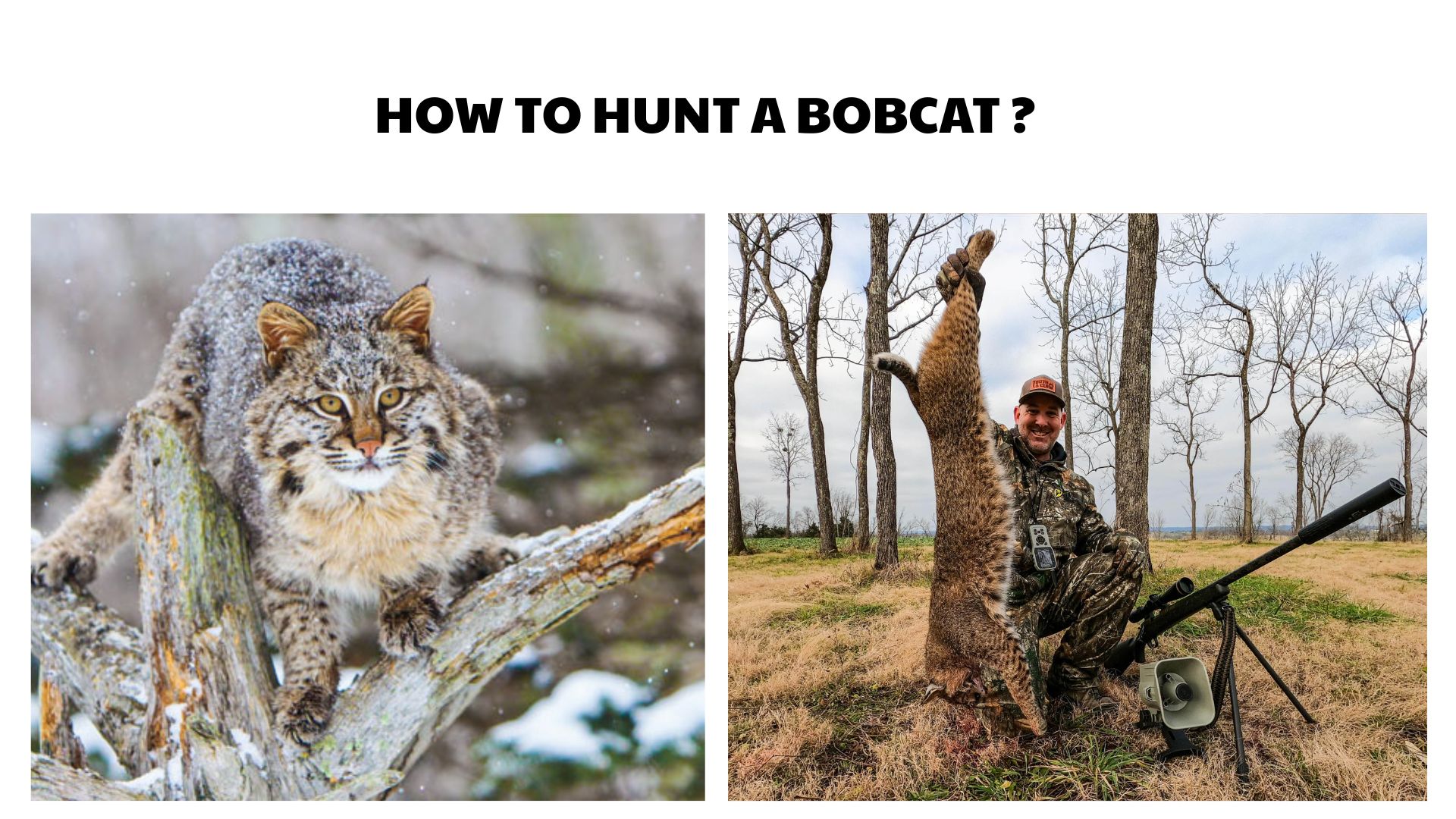 How to Hunt a Bobcat
