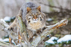 How to Hunt a Bobcat