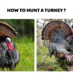 How to Hunt a Turkey