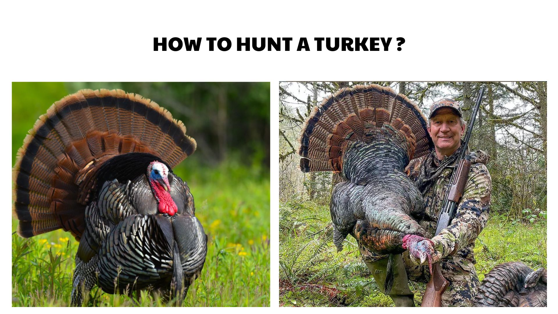 How to Hunt a Turkey