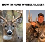 how to hunt whitetail deer