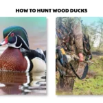 how to hunt wood ducks