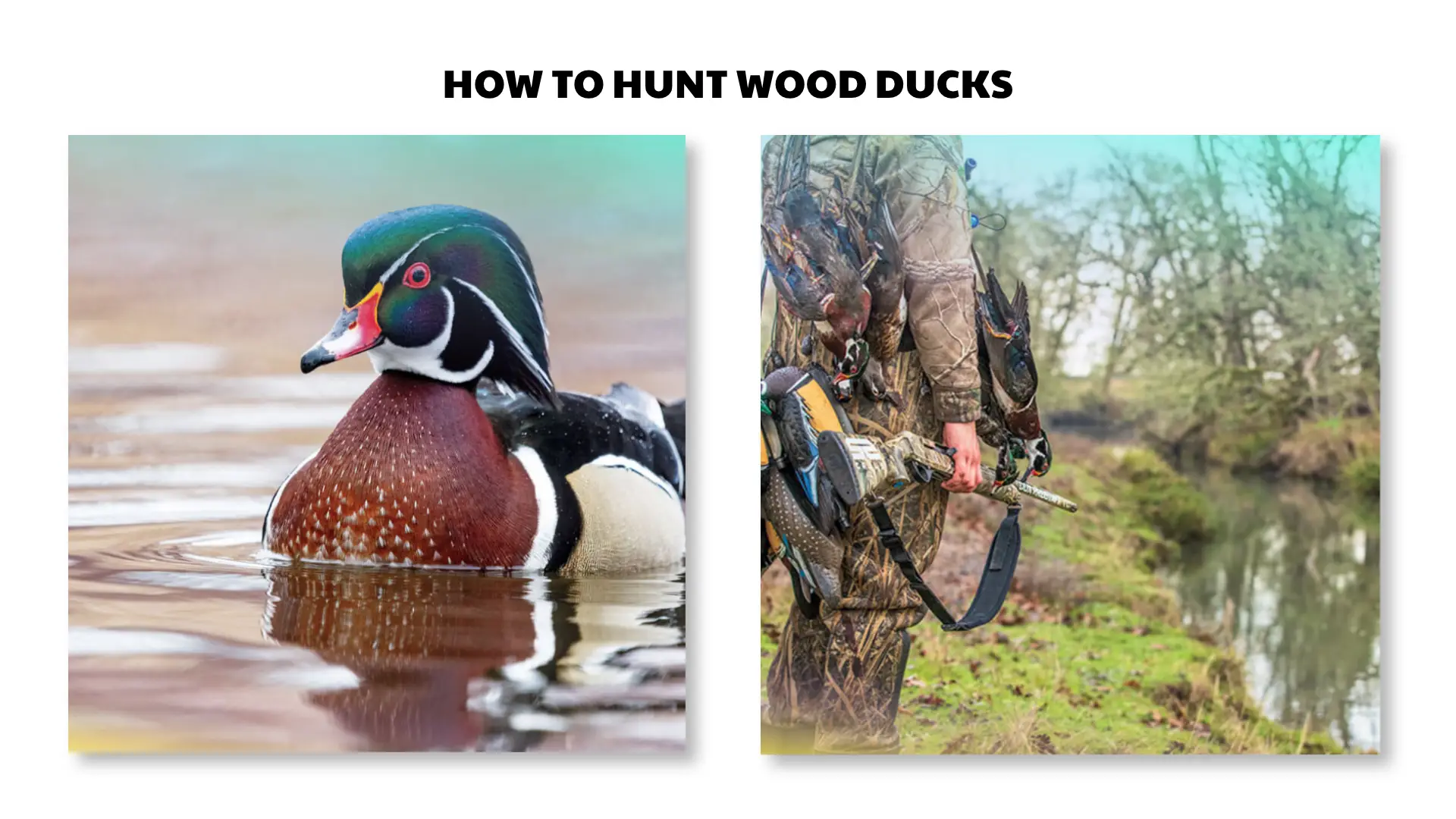 how to hunt wood ducks