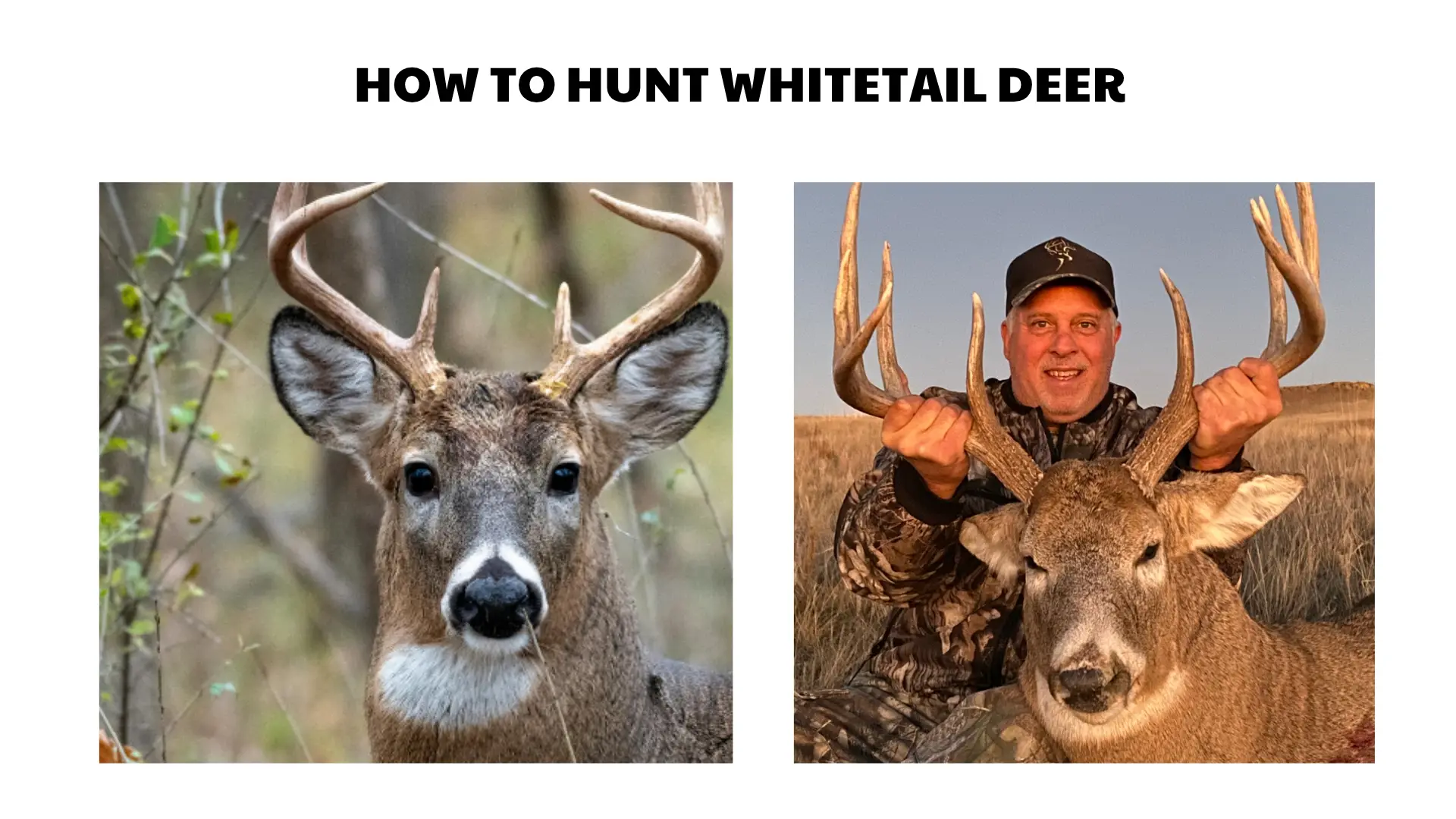 how to hunt whitetail deer