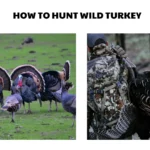 how to hunt wild turkey