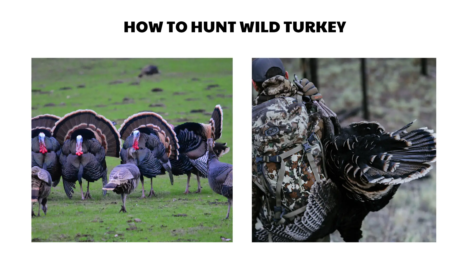 how to hunt wild turkey