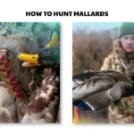 how to hunt mallards