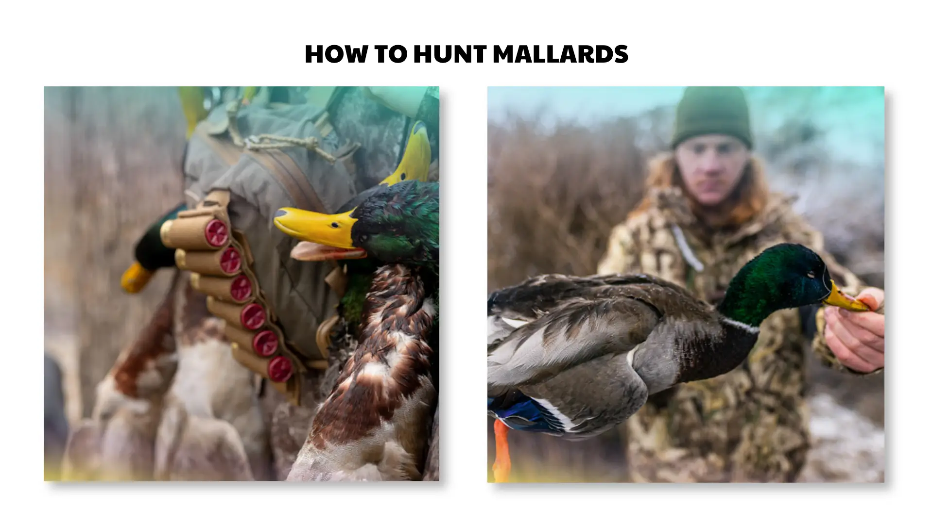 how to hunt mallards