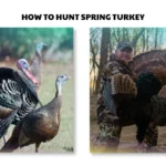 how to hunt spring turkey