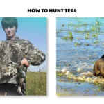 how to hunt teal