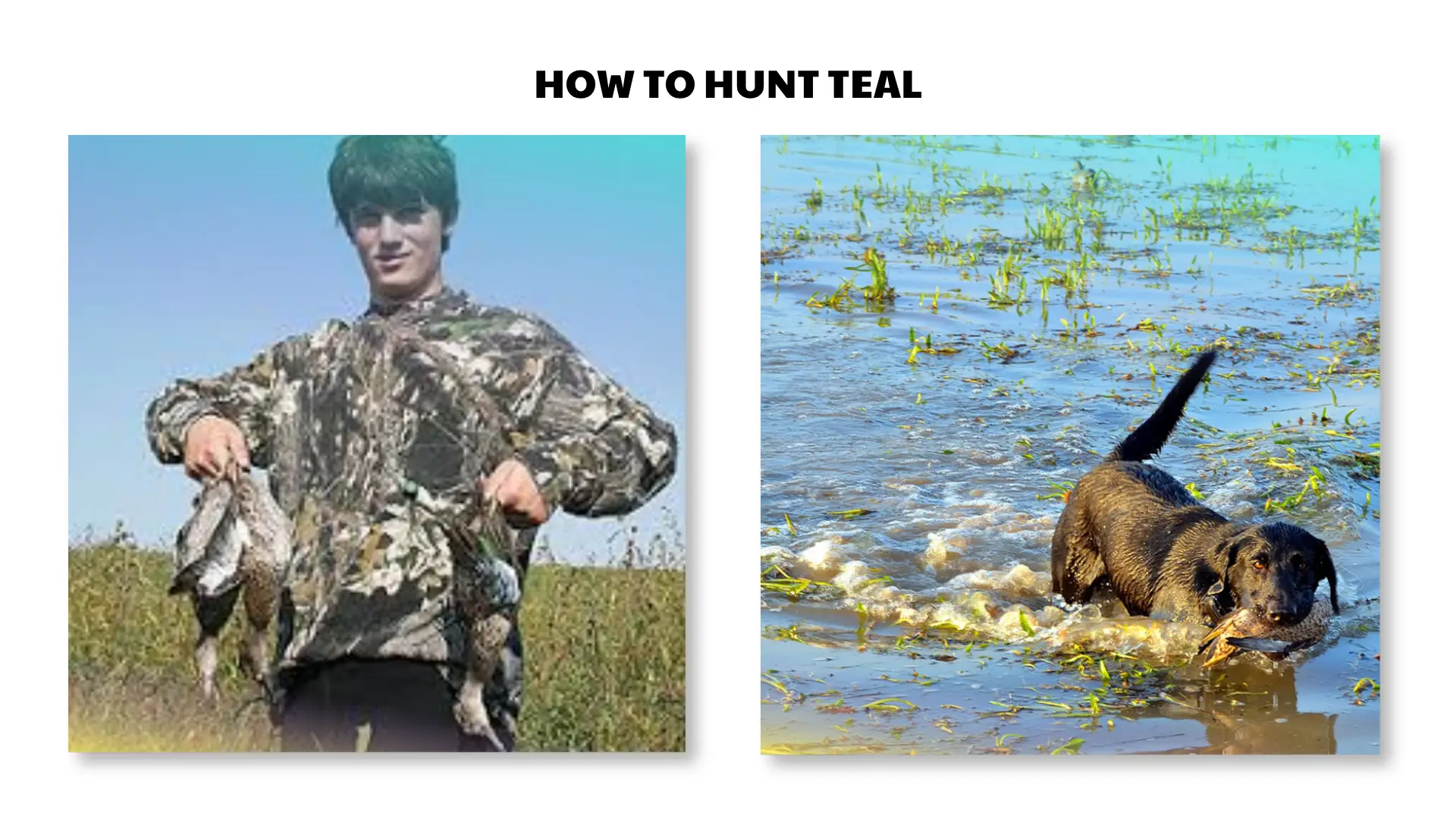 how to hunt teal