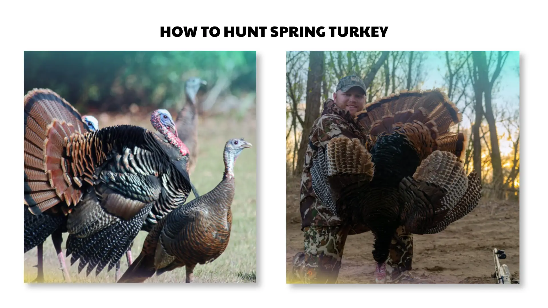 how to hunt spring turkey