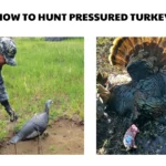 how to hunt pressured turkeys